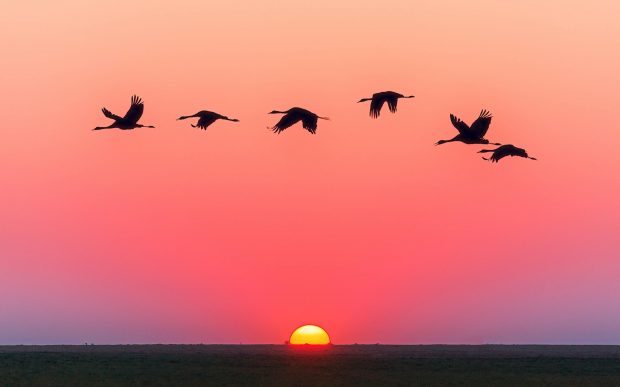 https://free4kwallpapers.com/uploads/originals/2021/06/15/birds-at-sunset-wallpaper.jpg