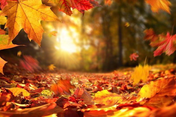 https://www.kolpaper.com/32636/autumn-leaves-wallpaper-hd/