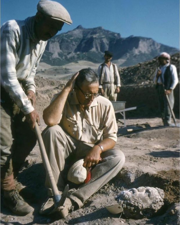 George M.A. Hanfmann, Professor of Archaeology at the Harvard University, in the ancient city of Sardis (Minor Asia), at the discovery of a bearded head of a Roman man, photo of 1958. The Archeologist.