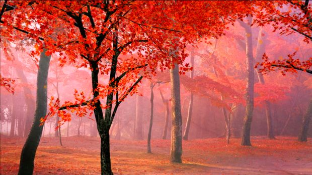 https://www.shutterstock.com/video/clip-826195-red-maple-leaves-falling-trees-autumnfall-morning