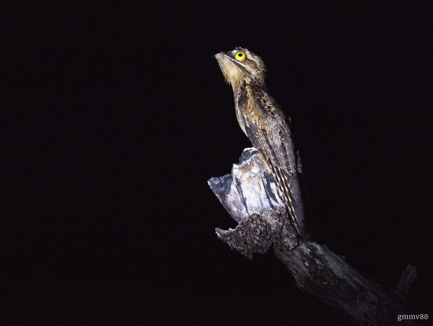 https://en.wikipedia.org/wiki/Common_potoo#/media/File:Urutaú_(Nyctibius_griseus).jpg