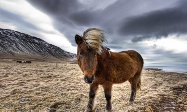 https://wallpaperaccess.com/iceland-horse