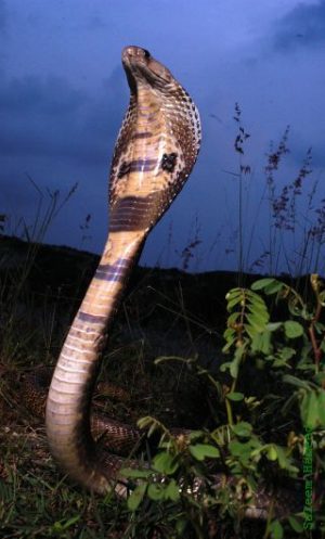 A'kêstséašé'šenovôtse.