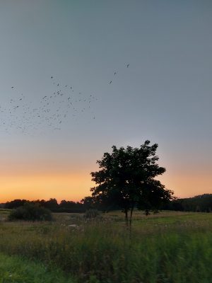 Palmyros Pugačiauskaitės fotografija