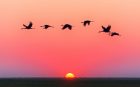 https://free4kwallpapers.com/uploads/originals/2021/06/15/birds-at-sunset-wallpaper.jpg