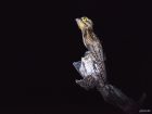 https://en.wikipedia.org/wiki/Common_potoo#/media/File:Urutaú_(Nyctibius_griseus).jpg